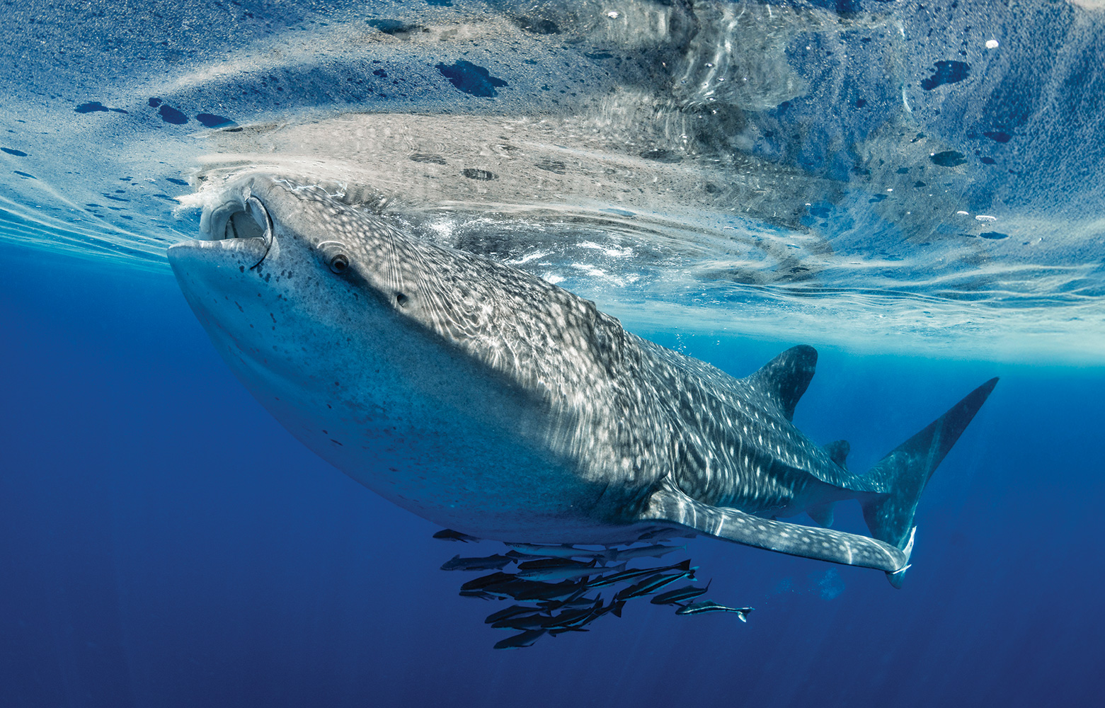 Atlantis Dubai funds seven projects